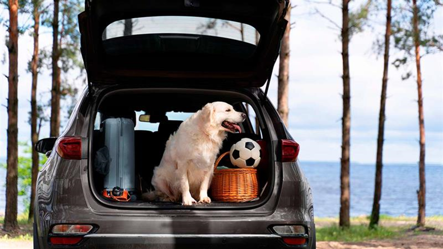 5 Acessórios Indispensáveis para Levar seu Pet na Viagem de Carro